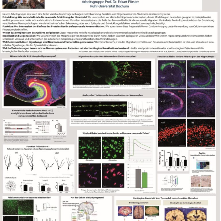 Instagram post from neuroanatomie_rub. This post is in position 1.